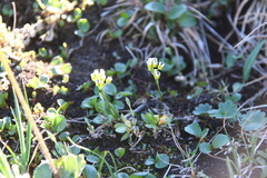 Draba alpina