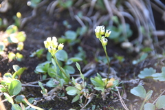 Draba alpina