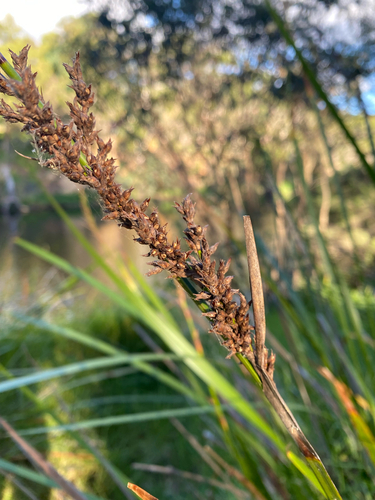 riverside sword-sedge (Lepidosperma effusum)