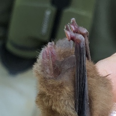 Thyroptera discifera