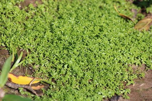 Vernal Water-Starwort (Callitriche palustris)