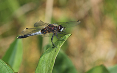 Leucorrhinia caudalis