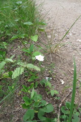 Nierembergia rigida