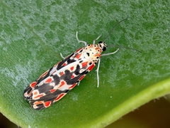 Utetheisa elata