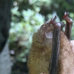 Thyroptera discifera