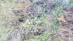 Ephedra californica