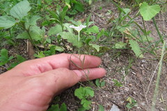 Nierembergia rigida