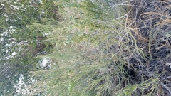 Ephedra californica