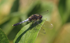 Leucorrhinia caudalis