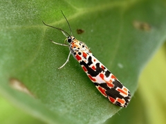 Utetheisa elata