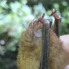Thyroptera discifera