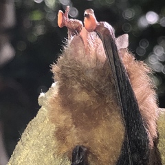 Thyroptera discifera