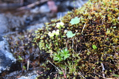 Draba fladnizensis