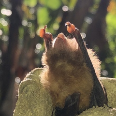 Thyroptera discifera