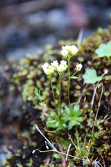 Draba fladnizensis