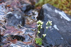 Draba fladnizensis
