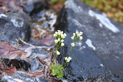 Draba fladnizensis