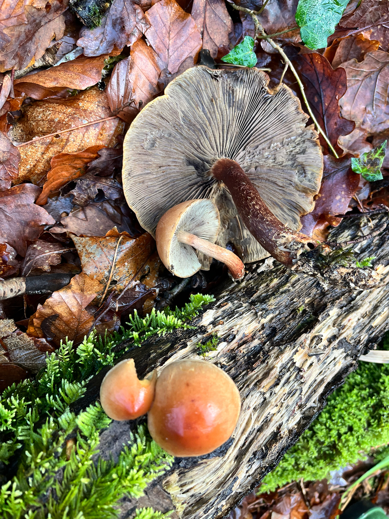 Hypholoma lateritium · December 2025 · photo: © daniel_castanhal (iNaturalist, cc-by)