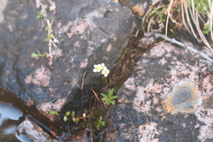 Draba fladnizensis