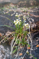 Draba fladnizensis