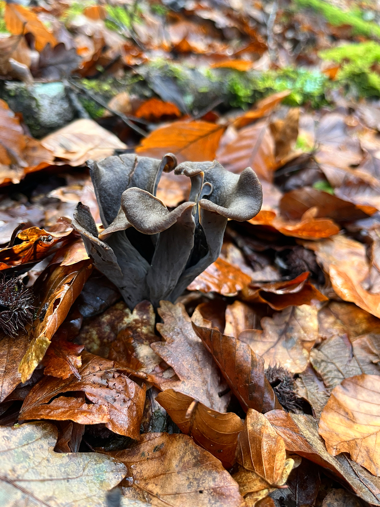 Craterellus cornucopioides