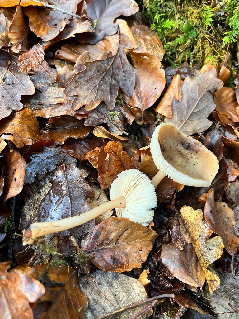 Rhodocollybia asema · December 2025 · photo: © daniel_castanhal (iNaturalist, cc-by)