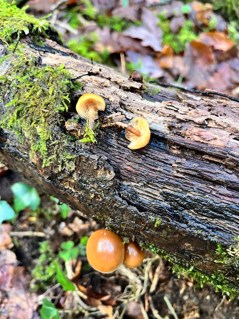Galerina marginata · December 2025 · photo: © daniel_castanhal (iNaturalist, cc-by)