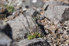 Draba fladnizensis