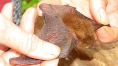 Thyroptera discifera