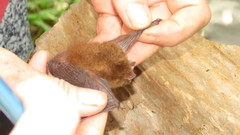Thyroptera discifera