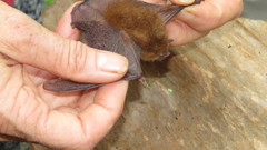 Thyroptera discifera