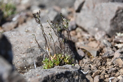 Draba fladnizensis