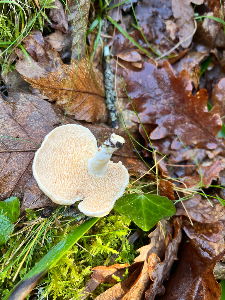 Hydnum repandum · December 2025 · photo: © daniel_castanhal (iNaturalist, cc-by)