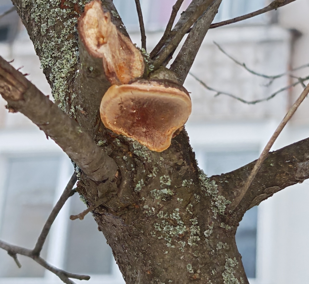 Phellinus pomaceus · December 2025 · photo: © p_andrey (iNaturalist, cc-by-nc)