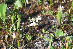 Draba fladnizensis