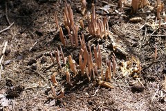 Alloclavaria purpurea