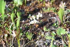 Draba fladnizensis