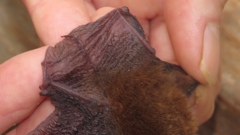 Thyroptera discifera