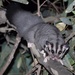 Squirrel Glider - Photo (c) Amy Daeche, some rights reserved (CC BY-NC), uploaded by Amy Daeche