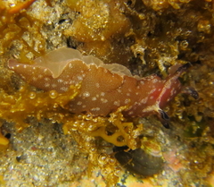 Aplysia concava