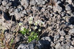 Draba fladnizensis