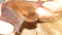 Thyroptera discifera