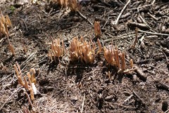 Alloclavaria purpurea