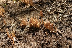 Alloclavaria purpurea