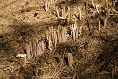 Alloclavaria purpurea