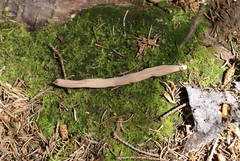 Alloclavaria purpurea