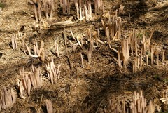 Alloclavaria purpurea