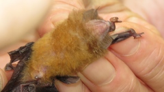 Thyroptera discifera