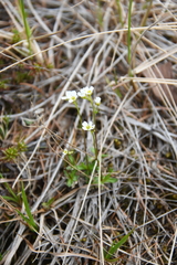 Draba fladnizensis