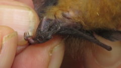 Thyroptera discifera